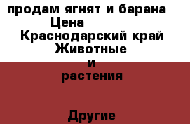 продам ягнят и барана › Цена ­ 3 000 - Краснодарский край Животные и растения » Другие животные   . Краснодарский край